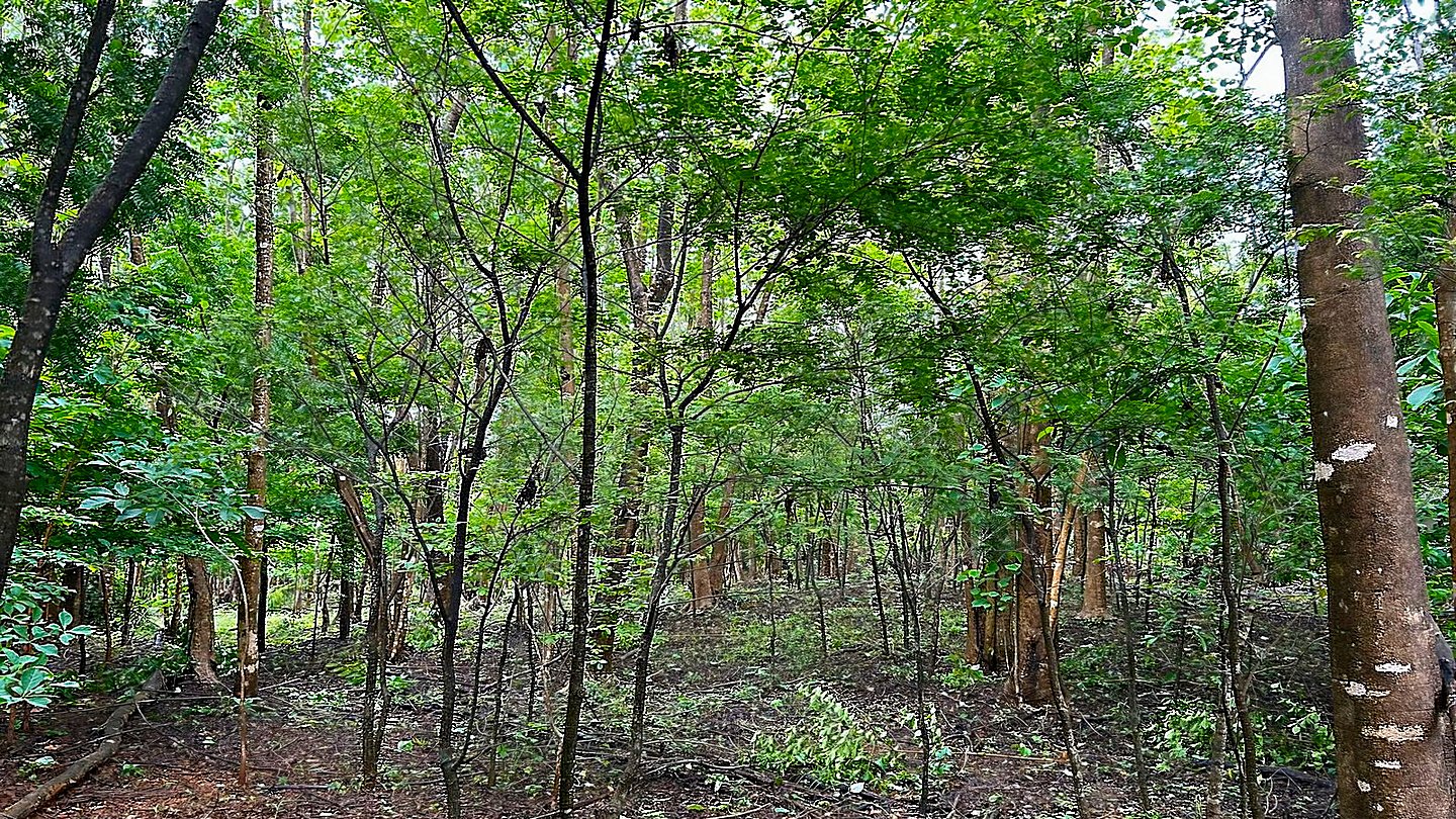 12324-The green lot