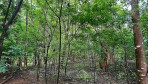 12324-The green lot