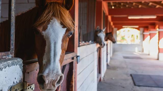 Equestrian center to develop near Costa Rica's Gold Coast.